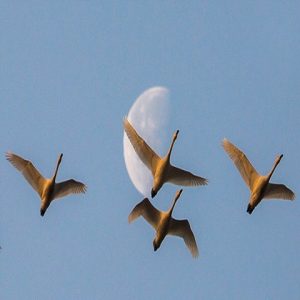 دانلود آهنگ هایده پرواز قو ها (هوش مصنوعی) هایده پرواز قو ها (هوش مصنوعی)