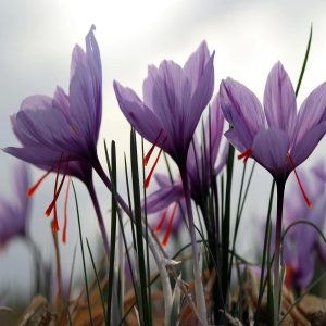 دانلود آهنگ بغل بغل یه دشت گل فقط (هوش مصنوعی) بغل بغل یه دشت گل فقط (هوش مصنوعی)