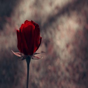 دانلود آهنگ یه بت ازت ساختم تو این قلبم (هوش مصنوعی) یه بت ازت ساختم تو این قلبم (هوش مصنوعی)